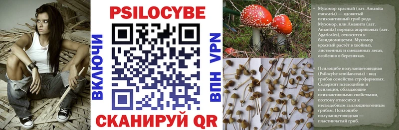 магазин продажи наркотиков  Сунжа  Псилоцибиновые грибы MAGIC MUSHROOMS 